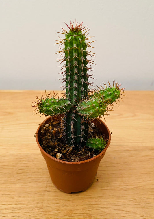 Euphorbia Baioensis in a 5.5cm Pot Cassandra's Plants