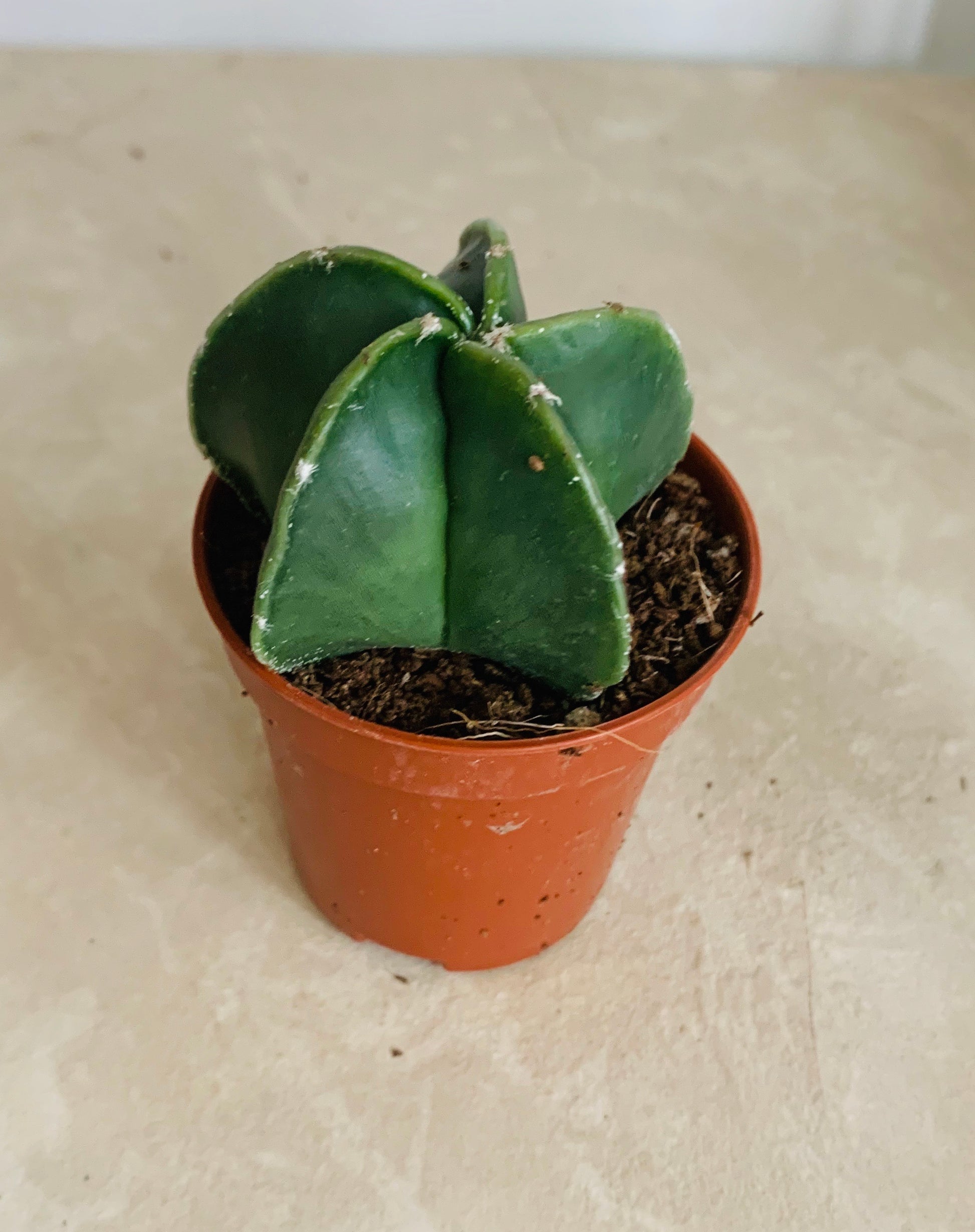 Astrophytum Myriostigma var Nudum 5.5cm Pot Cassandra's Plants