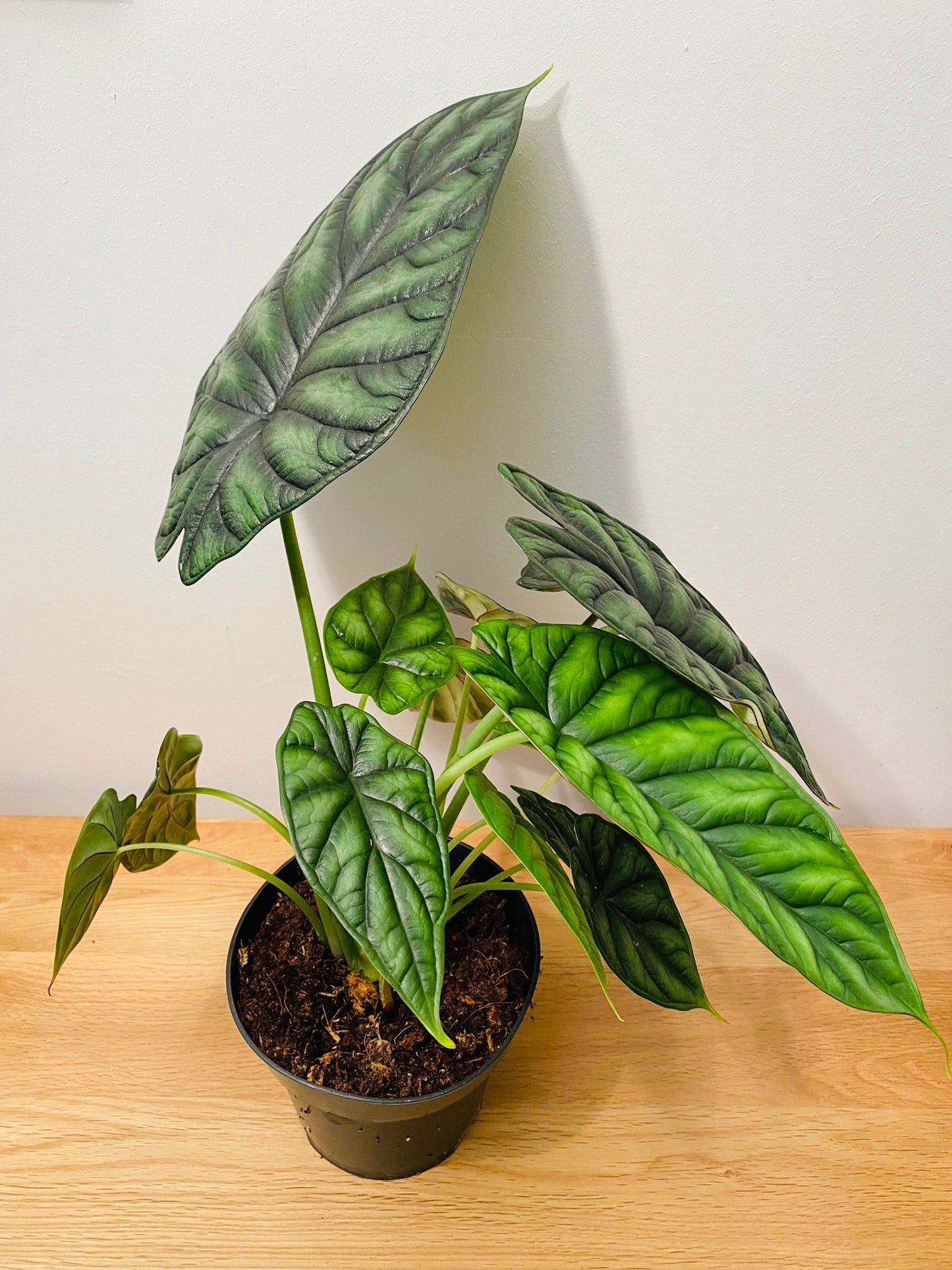 Alocasia Dragon Scale 14cm Pot Cassandra's Plants