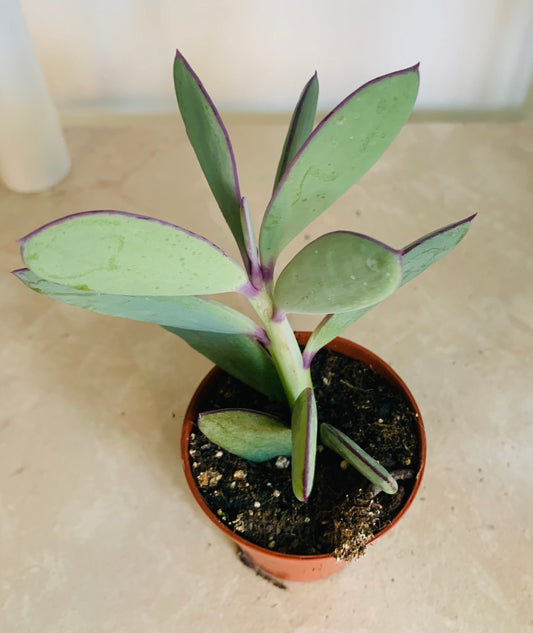 Senecio Crassissimus Cassandra's Plants