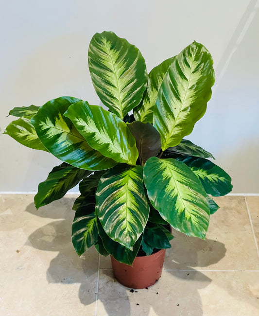 Calathea Misto / Albertii 12cm Pot Cassandra's Plants