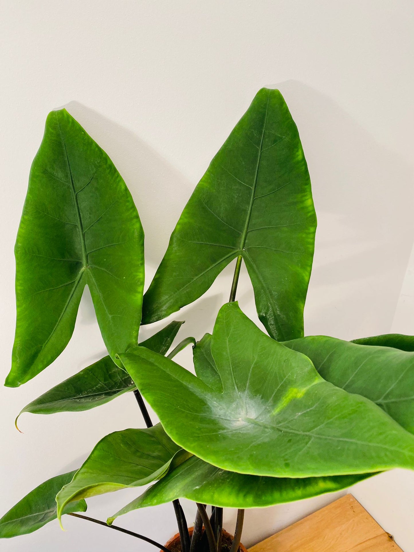 Alocasia Zebrina "Black Stem" 19cm Pot Cassandra's Plants