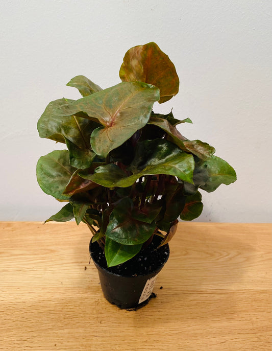 Syngonium Podophyllum Maria Allusion in 7cm pot Cassandra's Plants