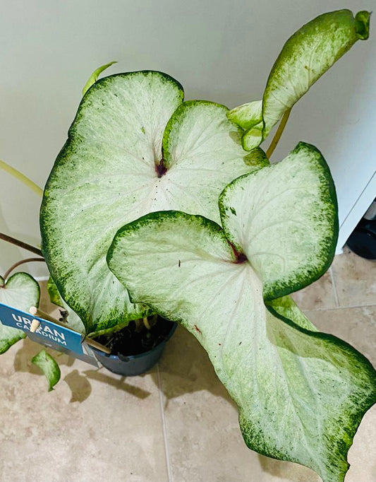 Caladium White Wonder 12cm Pot Cassandra's Plants