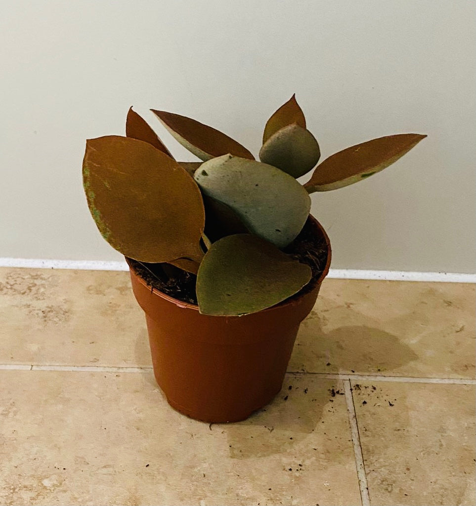 Kalanchoe Orygalis Copper Spoons in an 8cm pot Cassandra's Plants