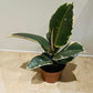 Ficus Elastica Tineke Rubber Plant Cassandra's Plants