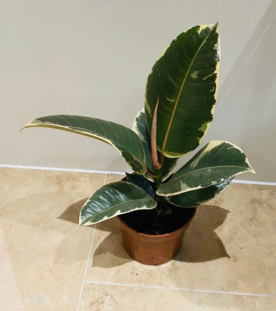 Ficus Elastica Tineke Rubber Plant Cassandra's Plants