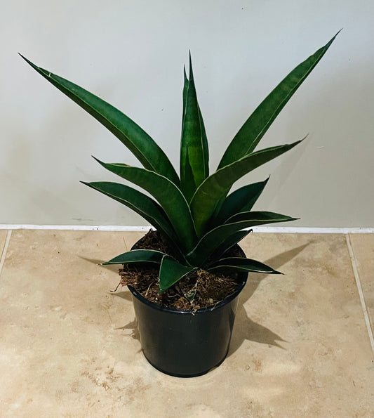 Sansevieria Tough Lady in a 9cm pot Cassandra's Plants