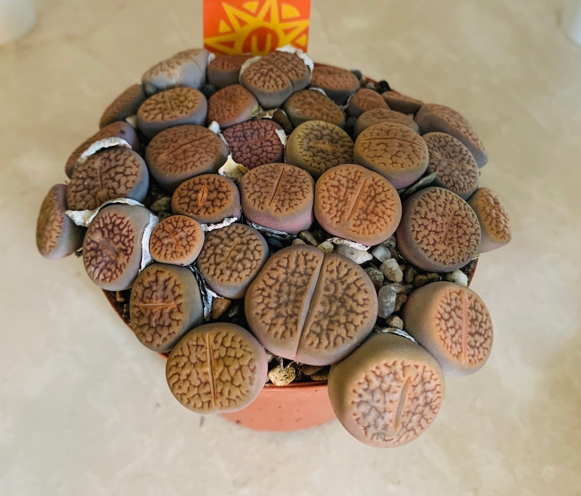 Lithops Hookeri Cassandra's Plants