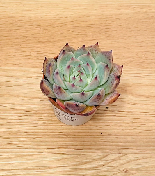 Echeveria Colorata f. Lindsayana 5.5cm Cassandra's Plants