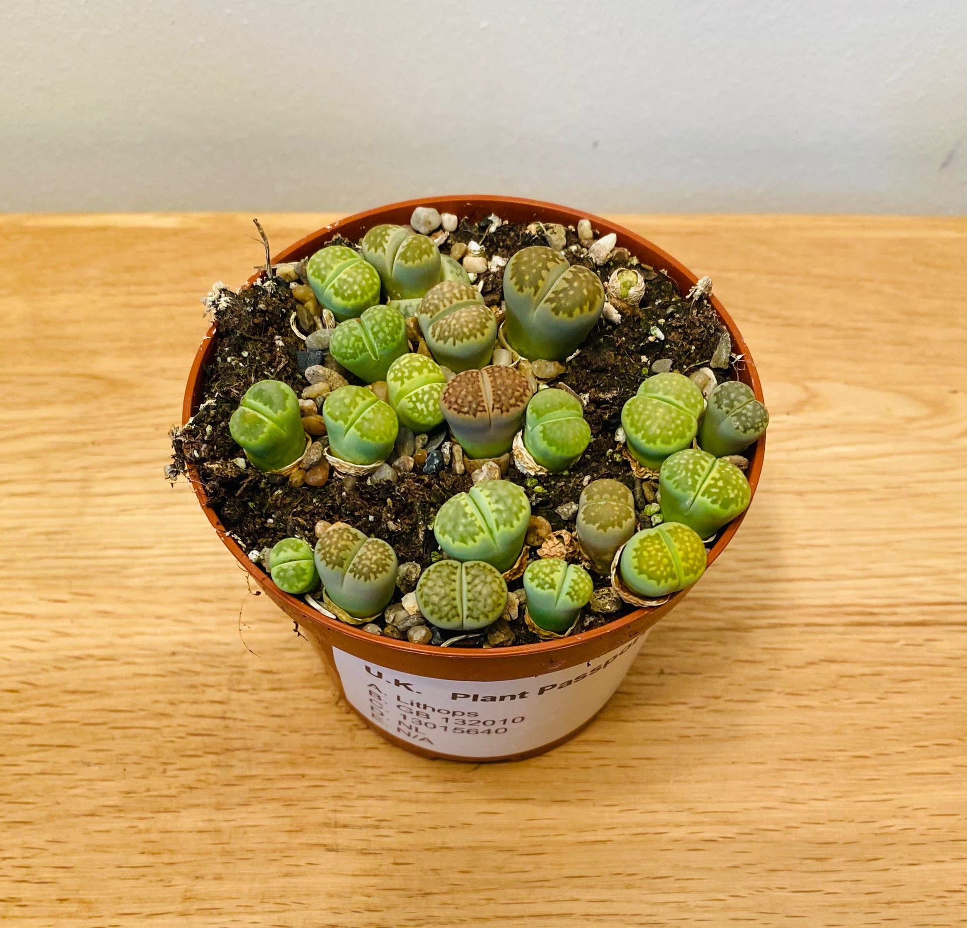 Lithops Julii ssp. Fulleri cv 'Fullergreen' Mix in 8cm pot Cassandra's Plants