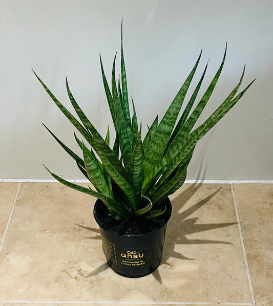 Sansevieria Comet Kichaka in a 9cm pot Cassandra's Plants