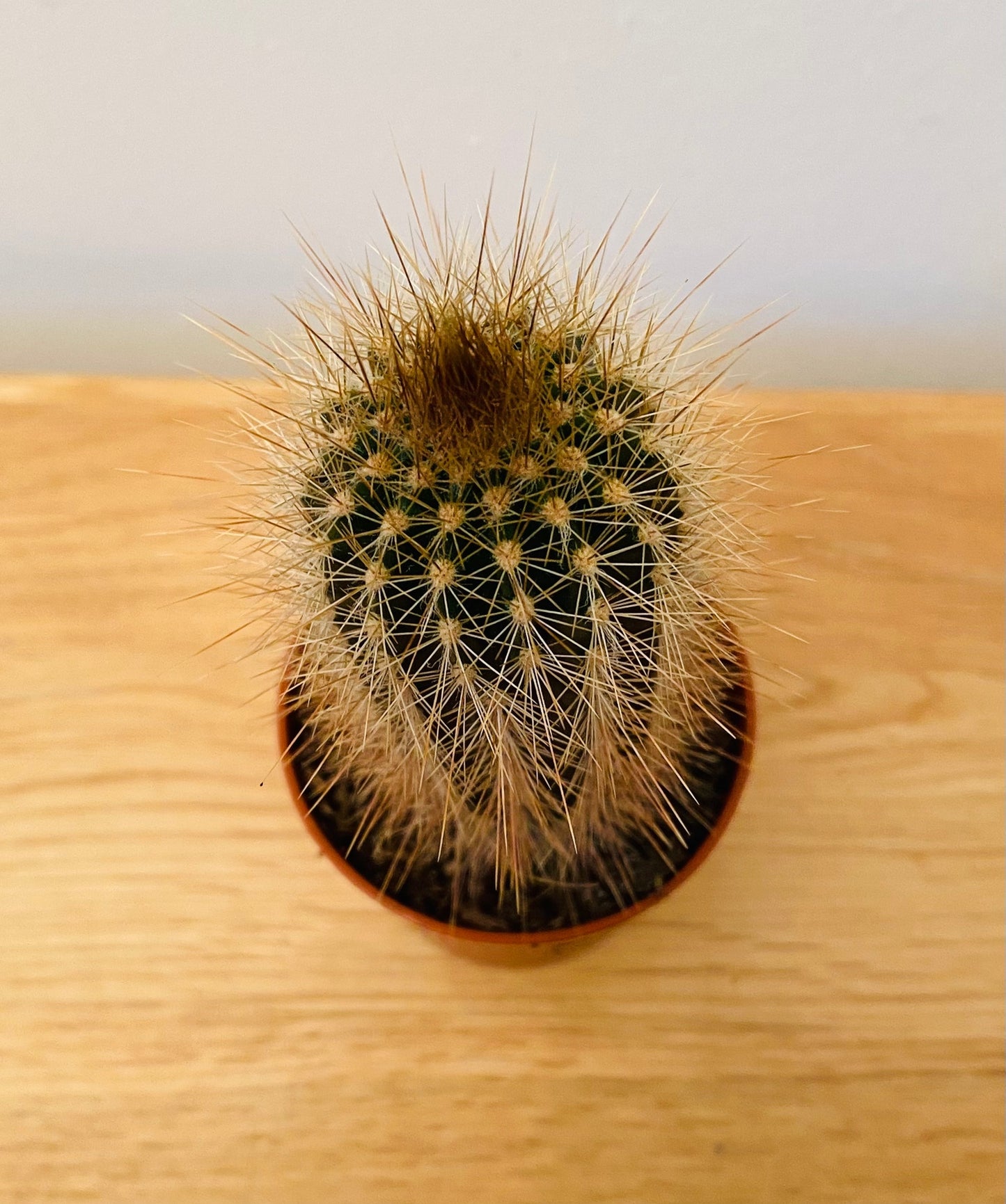 Pilocereus Chrysostele Cactus in 5.5cm Pot Cassandra's Plants