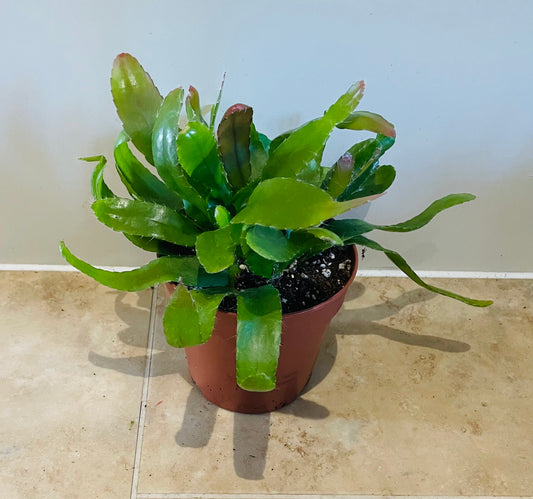 Rhipsalis Red Coral in a 12cm pot Cassandra's Plants