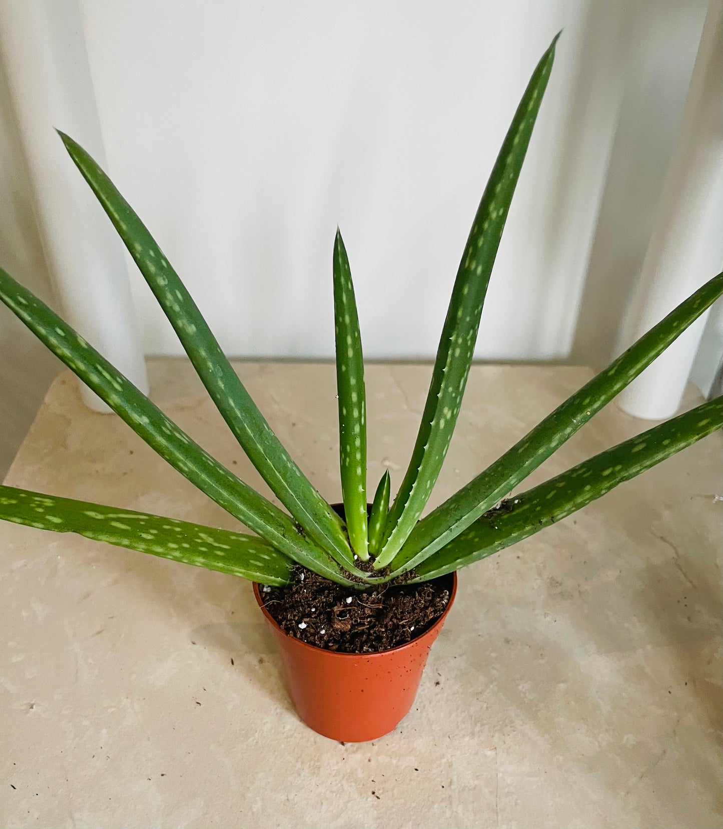 Aloe Vera 5.5cm Pot Cassandra's Plants