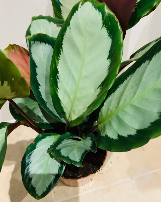 Calathea Picturata 17cm Pot Cassandra's Plants