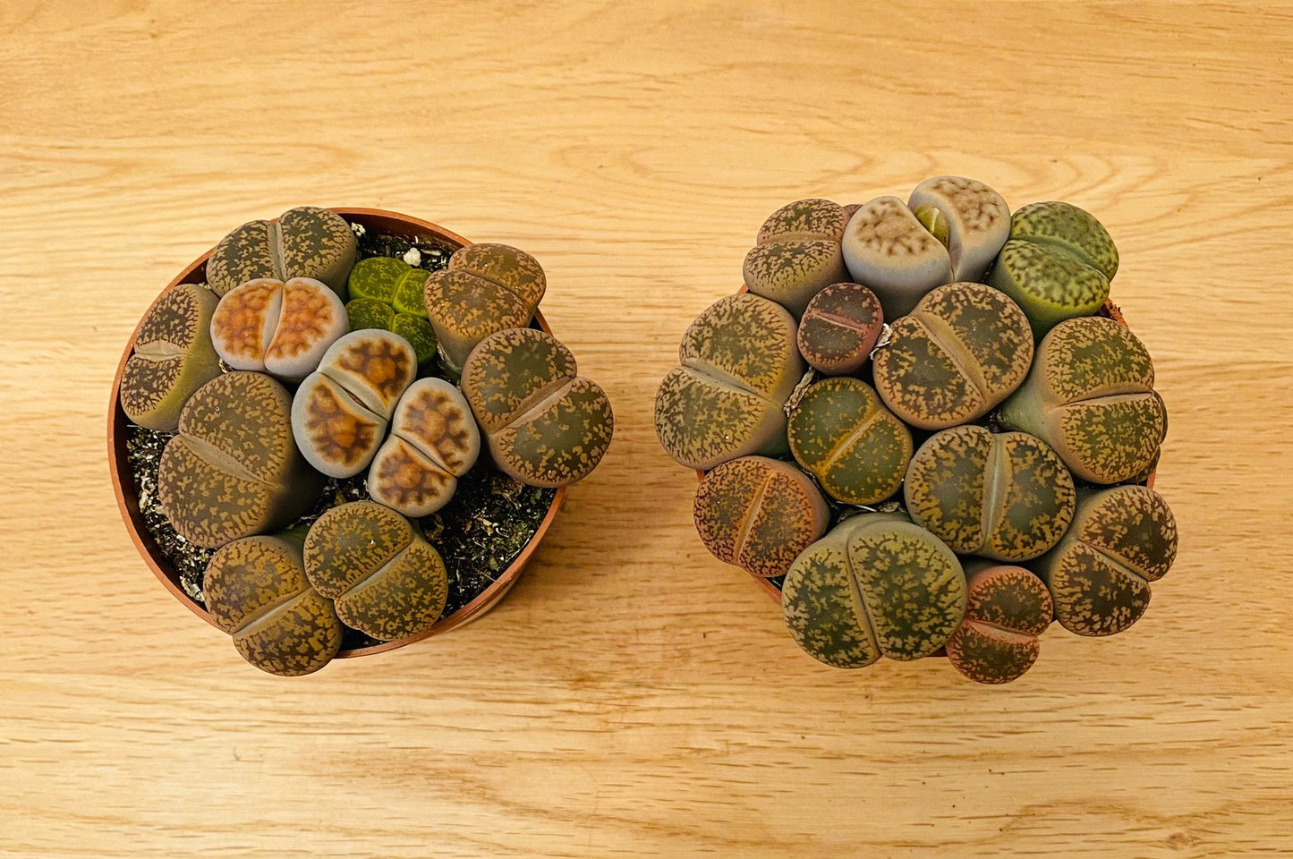 Lithops Mix 8.5cm pot Cassandra's Plants