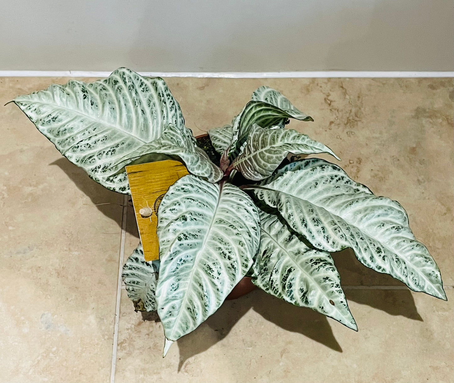 Aphelandra Squarrosa White Wash  12cm Pot Cassandra's Plants