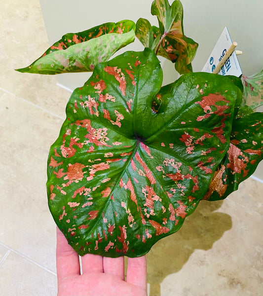 Caladium Dart Frog 12cm Pot Cassandra's Plants