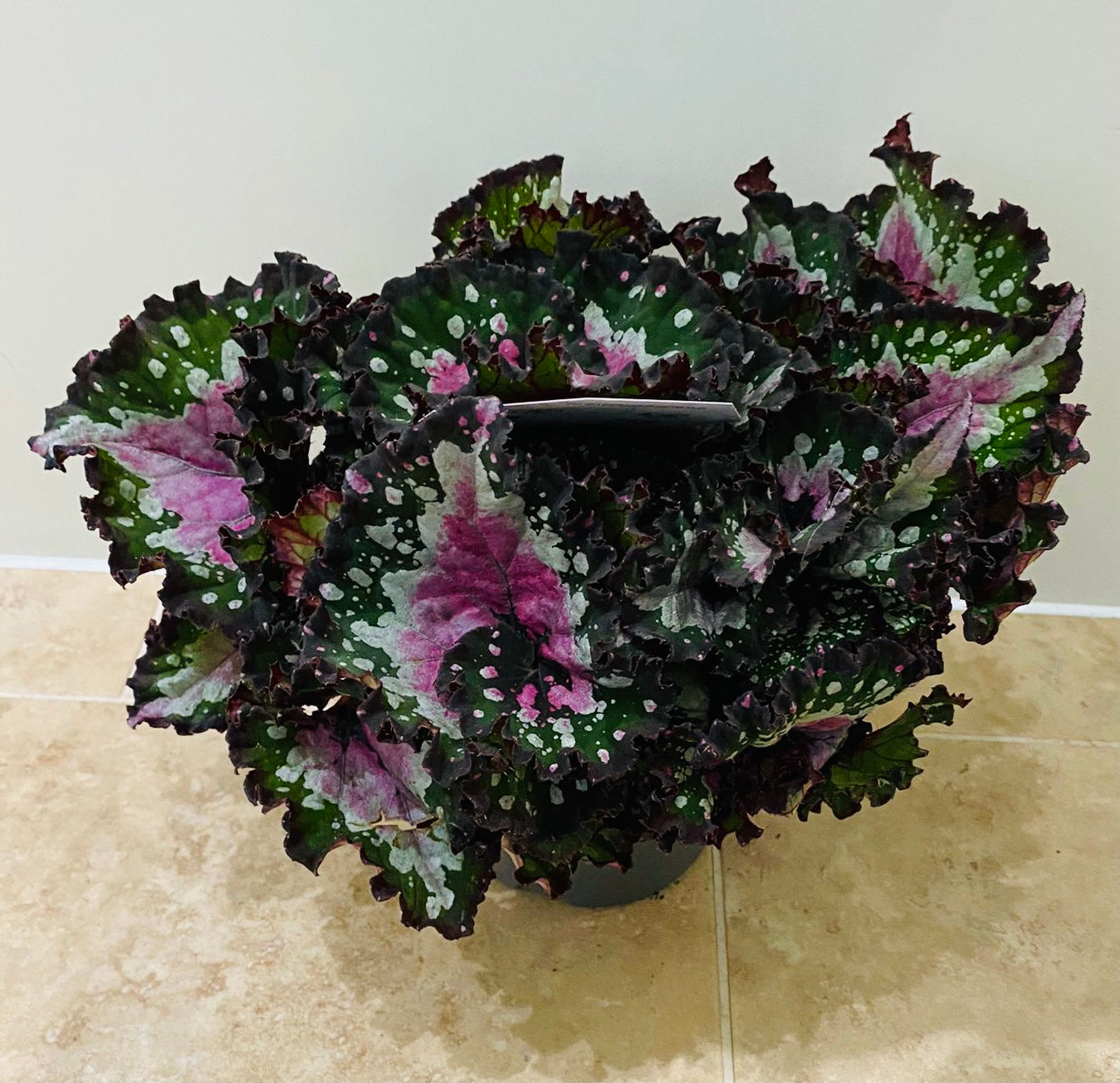 Begonia Rex “Purple Blush” 13cm Pot Cassandra's Plants