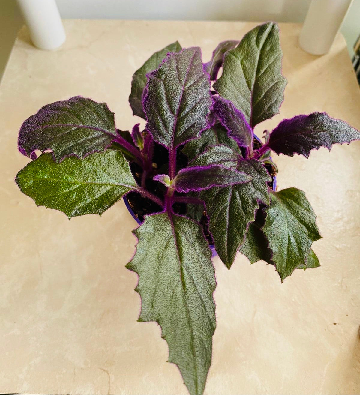 Gynura Aurantiaca Purple Passion in a 7cm pot Cassandra's Plants