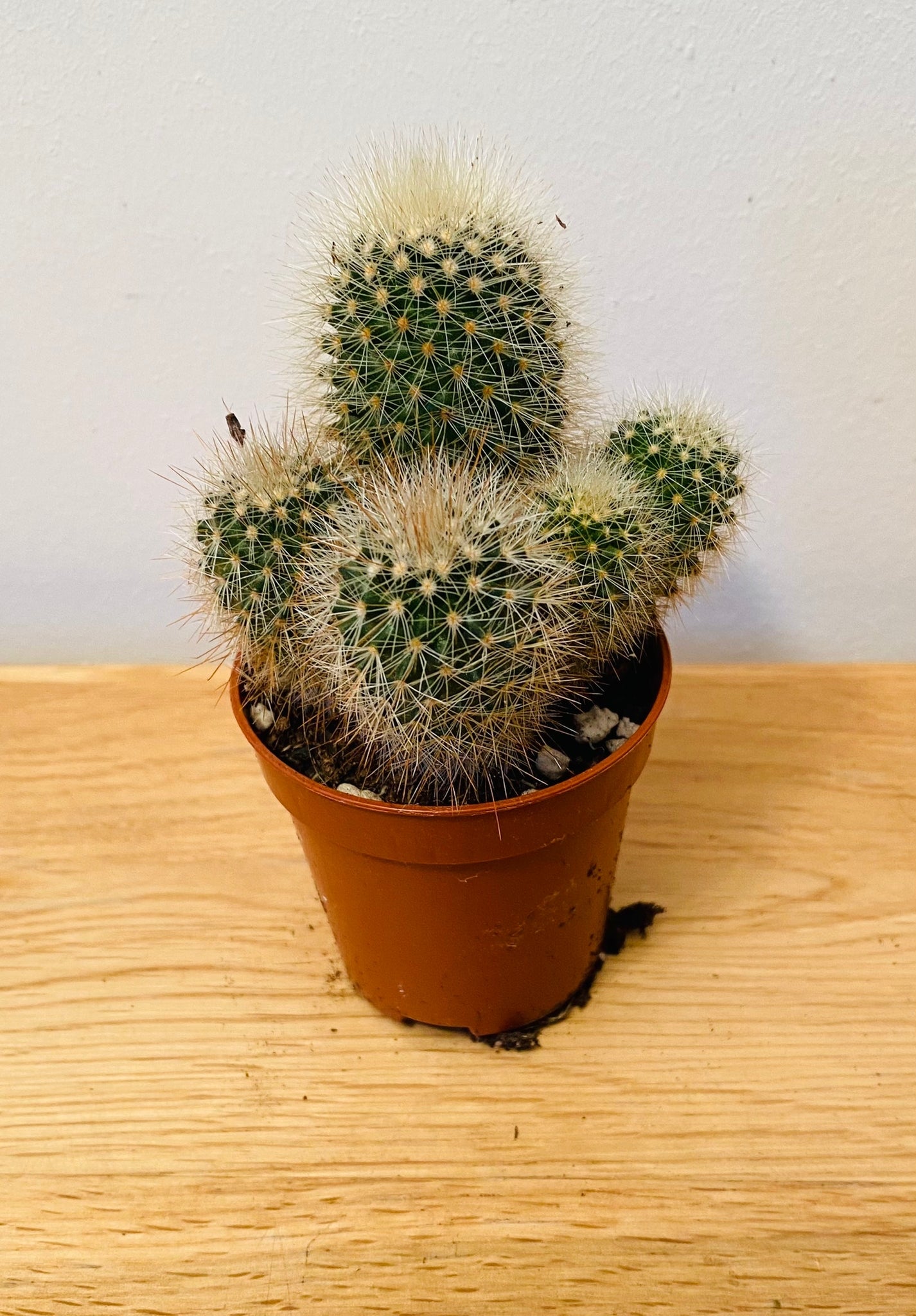 Mammillaria Pilcayensis