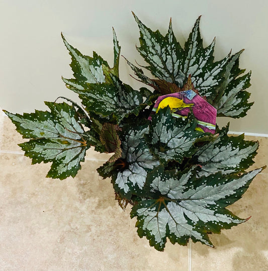 Begonia Rex “Sumatra Green” 13cm Pot Cassandra's Plants